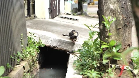 Cat about to jump to a ditch Video stock 172409632