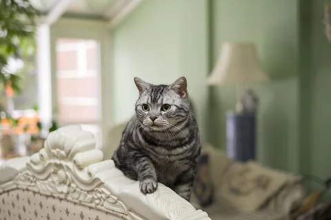 Cat about to jump Stockfoto's