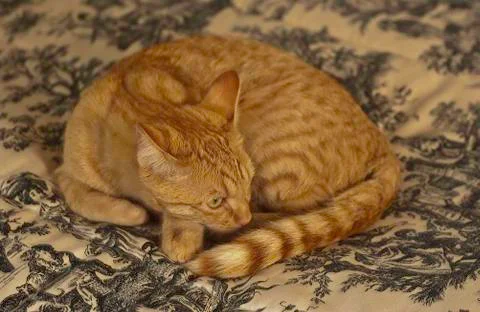 This Cat is about to Nap Stock Photos