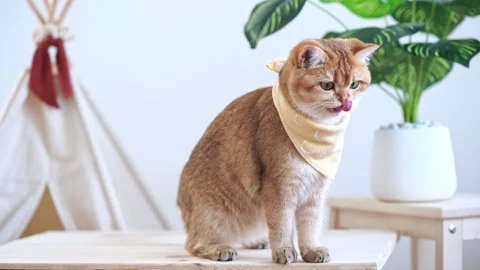 Cat activity concept with british cat happy and fun after eat food Stock Footage 262608127