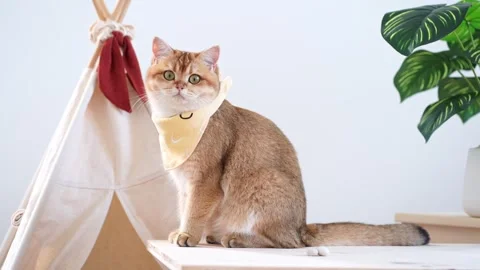 Cat activity concept with british cat happy and fun after eat food Stock Footage 262608154