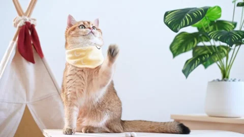 Cat activity concept with british cat happy and fun after eat food Stock Footage 262608156