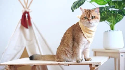 Cat activity concept with british cat happy and fun after eat food Stock Footage 262608158