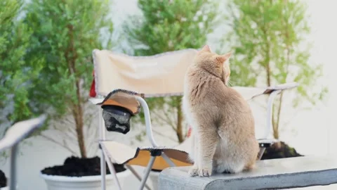 Cat activity concept with british cat happy and fun and play in garden Stock Footage 274792282