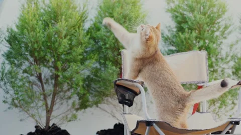 Cat activity concept with british cat happy and fun and play in garden Stock Footage 274792283