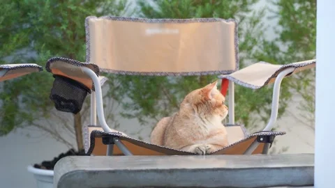 Cat activity concept with british cat happy and fun and play in garden Stock Footage 275573980