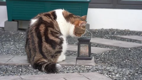 Cat activity concept with scottish cat happy and fun and play in garden Stock Footage 275573996