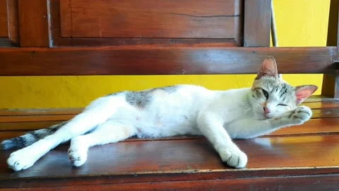 Cat activity Stock Footage 213840652