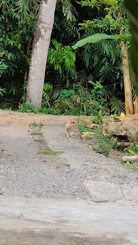 Cat activity walking Stock Footage 289917089