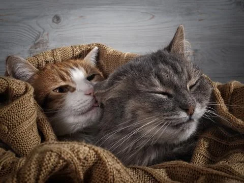 The cat affectionately licks the cat. The concept of the affection in the rel Stock Photos