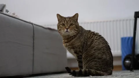 Cat is afraid of abrupt movements near him and takes safe position Stock Footage 268729069