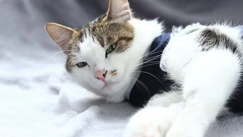 Cat after anesthesia. Pet after abdominal surgery Stock Footage 277101818