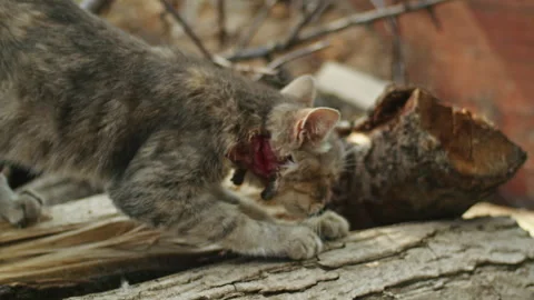 Cat after being wounded in a fight for territory Stock Footage 244347555