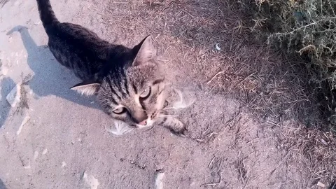 Cat after Bird Stock Footage 81984054