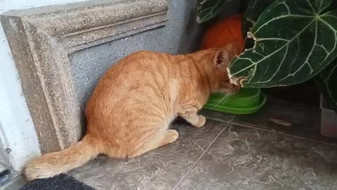 Cat After eating Stock Footage 243235530