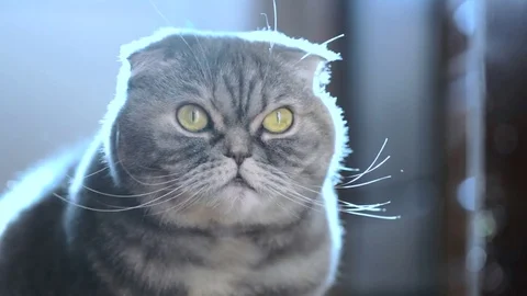 Cat after feeding. Stockbeeldmateriaal 84753434