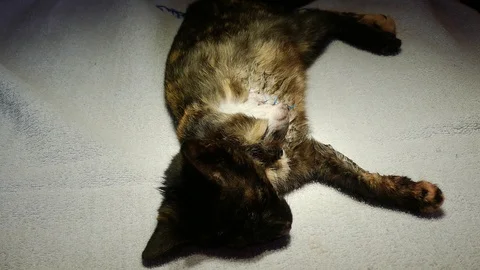 Cat after operation Stock Footage 120868685