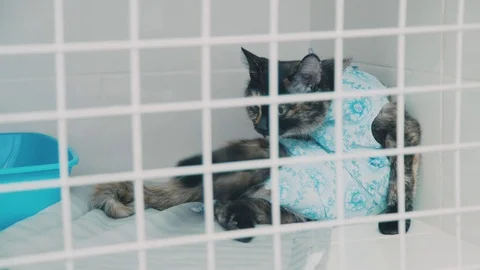 Cat after sterilization is in the cage licks the side. Veterinary Stock-Footage 70444546