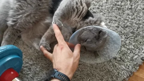 Cat after sterilization Vídeos de archivo 238764664