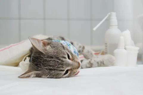 A cat after a sterilization operation is lying on a medical table Stock Photos