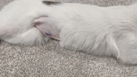Cat after sterilization. Suture after surgery. Healing cat belly after surgery Stock Footage 309399700