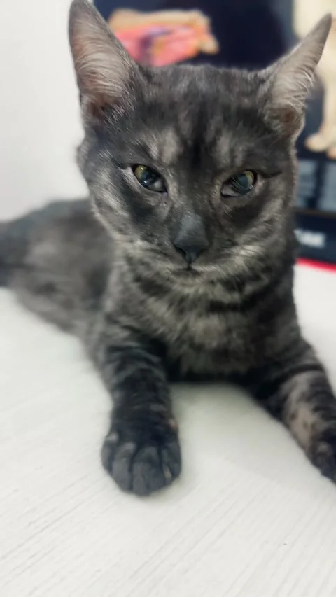 Cat after surgery. A cat on the operating table. Stock Footage 325203101