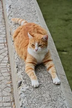 A cat against the backdrop of a pond Foto stock