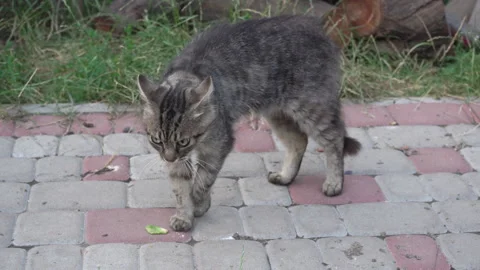 Angry Cat Pose Stock Video Footage | Royalty Free Angry Cat Pose Videos ...
