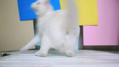 The cat aggressively rushes, unts, plays and  jumping at the toy, a centimeter Видео 151407904