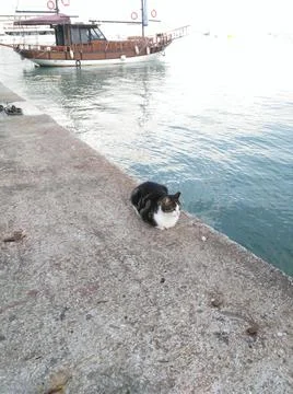 A cat in alanya Stock Photos