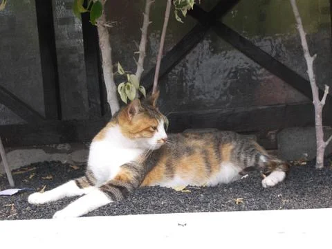 Cat alert Stock Photos