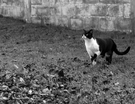 Cat on alert Stock Photos