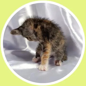 Cat in all pose Stock Illustration