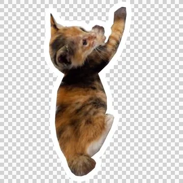 Cat in all pose Stock Photos