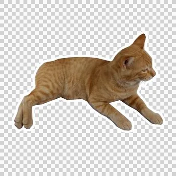 Cat in all pose Stock Photos