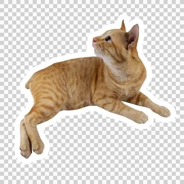 Cat in all pose Stock Photos