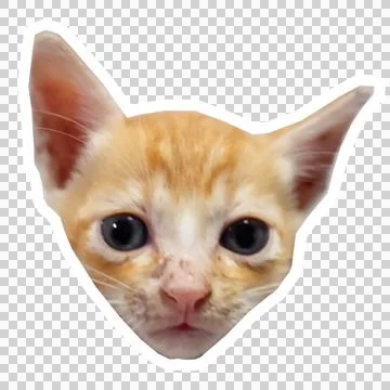 Cat in all pose Stock Photos