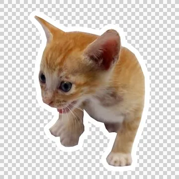 Cat in all pose Stock Photos