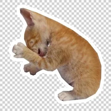 Cat in all pose Stock Photos