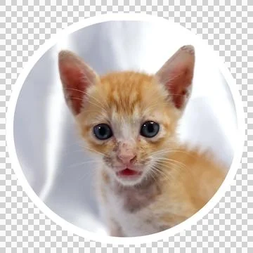 Cat in all pose Stock Photos