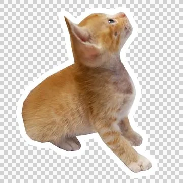 Cat in all pose Stock Photos