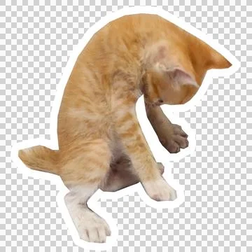 Cat in all pose Stock Photos