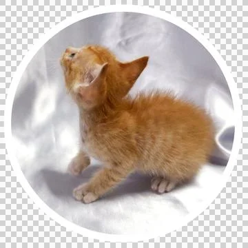 Cat in all pose Stock Photos