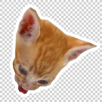 Cat in all pose Stock Photos