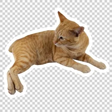 Cat in all pose Stock Photos