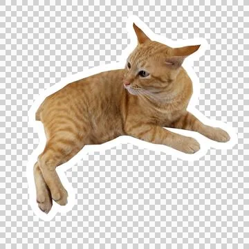 Cat in all pose Stock Photos