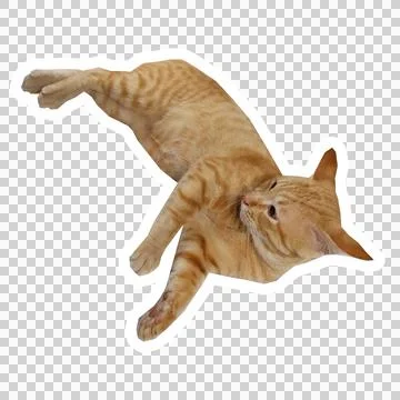 Cat in all pose Stock Photos