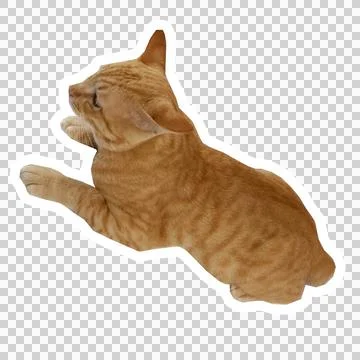 Cat in all pose Stock Photos