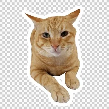 Cat in all pose Stock Photos