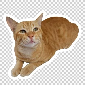 Cat in all pose Stock Photos